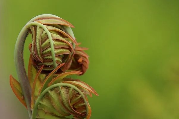 fern