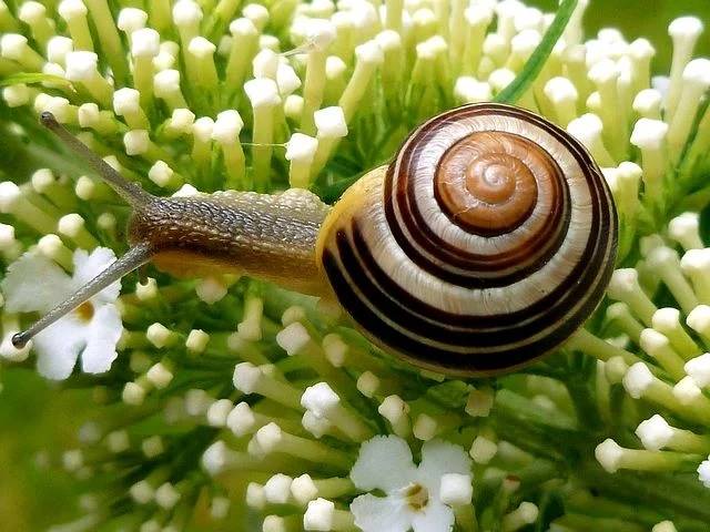 snail